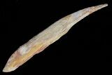 Hybodus Shark Dorsal Spine - Cretaceous (Composite Tip) #73124-1